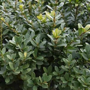 Ilex crenata Dark Green ('Icoprins11'PBR) 30-40 cm